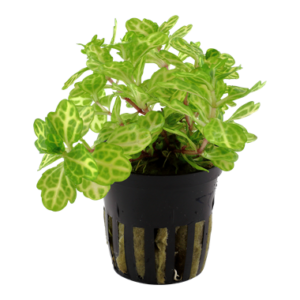 Shinnersia rivularis 'Weiss-Grün'