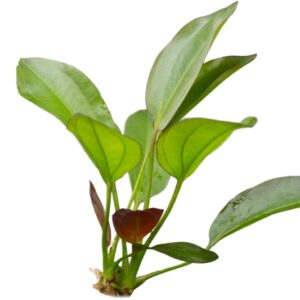 hinodorus Osiris Rubra