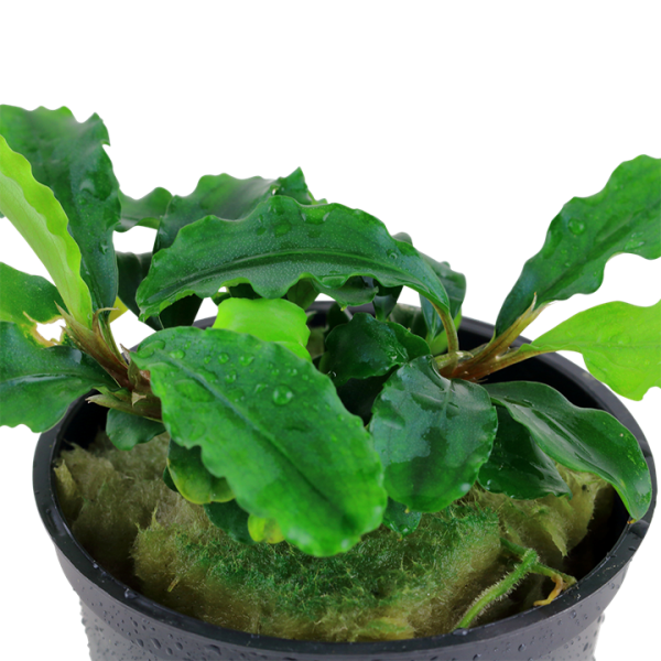 Bucephalandra pygmaea 'Bukit Kelam'