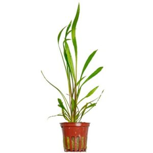 Cryptocoryne spiralis ‘Red’