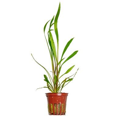 Cryptocoryne spiralis ‘Red’