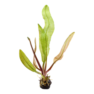 Aponogeton madagascariensis (mažas daigas)