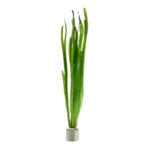 Vallisneria americana 'Natans'