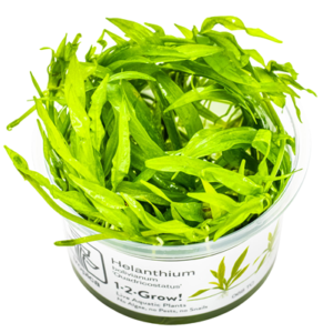 Helanthium bolivianum 'Quadricostatus' INV