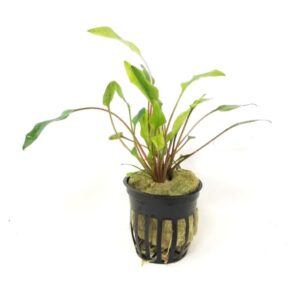 Cryptocoryna Beckettii