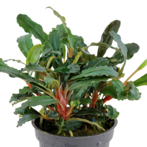Bucephalandra sp. 'Red'