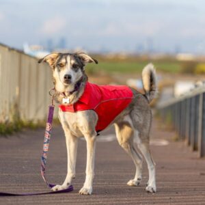 Have a Pet striukė Urban 25cm raudona