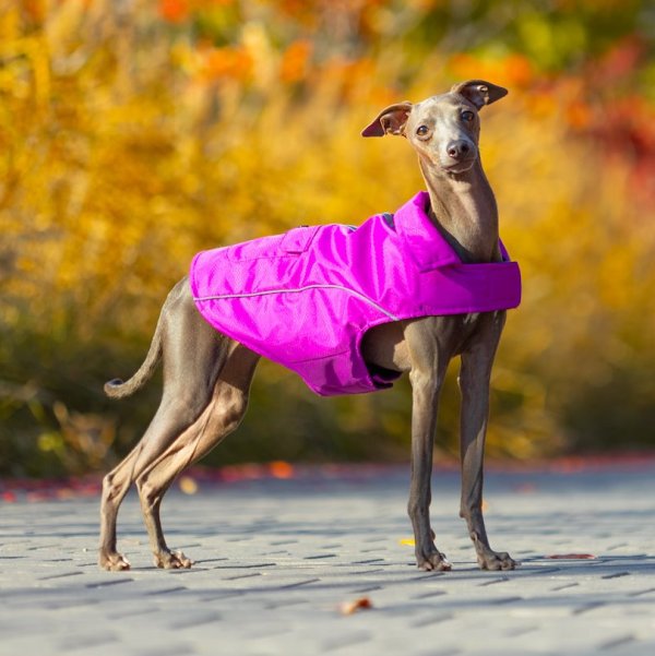 Have a Pet striukė Urban 50cm violetinė