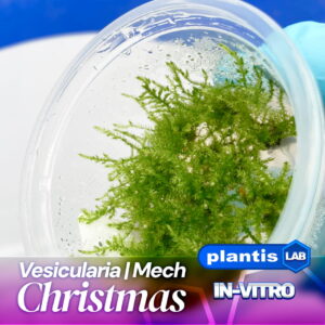 Vesicularia Christmas moss samana inv