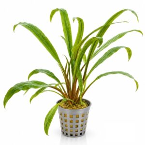 Cryptocoryne Retrospiralis