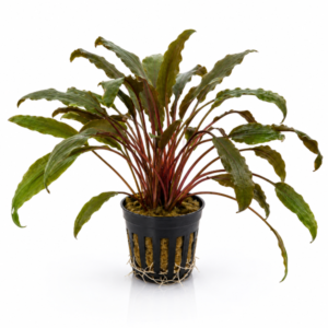 Cryptocoryne Mi Oya