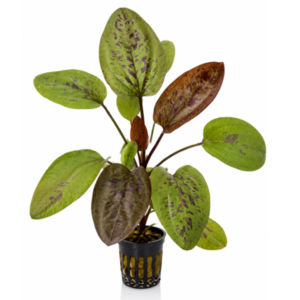 Echinodorus Chocolate marble