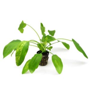 Echinodorus Marble Queen
