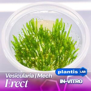 Erect moss samana inv