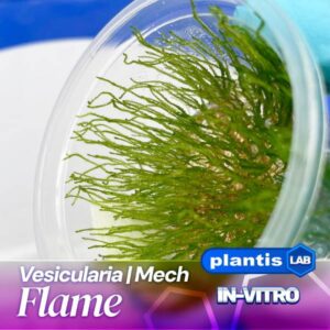 Flame moss samana inv
