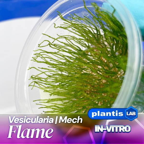 Flame moss samana inv
