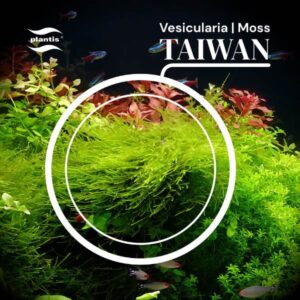 Taiwan moss samana inv - Image 2
