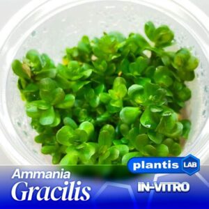Ammania gracilis INV