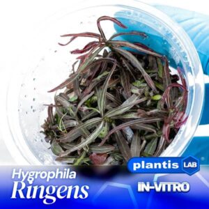 Hygrophila Ringens inv