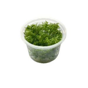 Limnophilla Aquatica