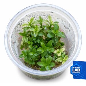 Hygrophila polisperma white inv