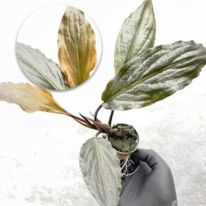 Lagenandra Keralensis F