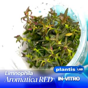 Limnophilla Aromatica Red inv