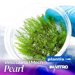 Vesicularia Pearl samana inv