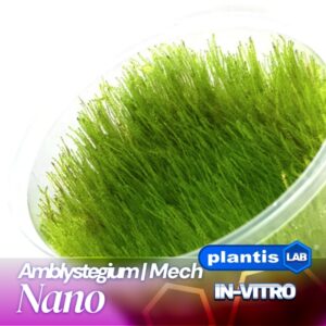 Amblystegium serpens (Nano samana) inv