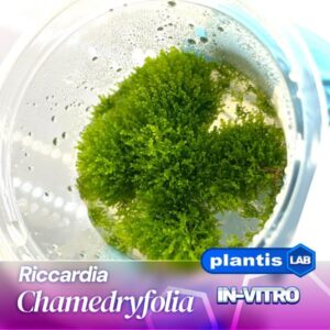 Riccardia Chamedryfoli samana