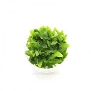 Staurogyne Repens INVs