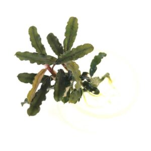 Bucephalandra Titan