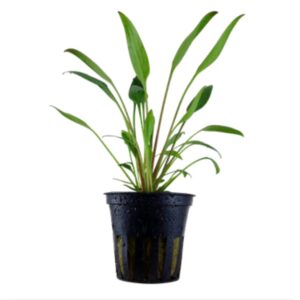 Cryptocoryna Nevilli