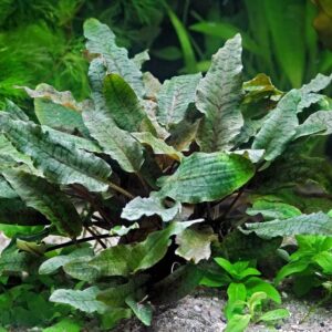 Cryptocoryne wendtii weinberg