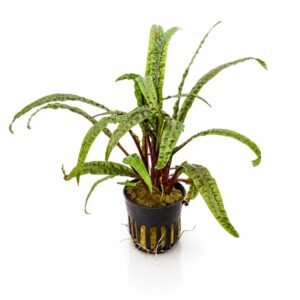 Cryptocoryne Balansae