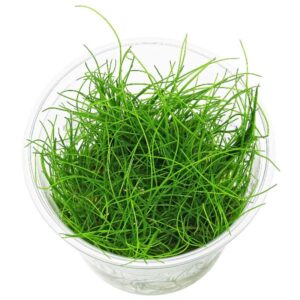 Eleocharis Montevideensis INV