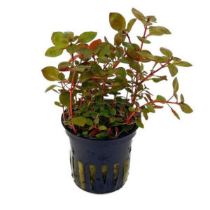 Ludwigia Repens Super Red