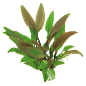 Cryptocoryne Lutea