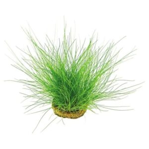 Eleocharis Acicularis