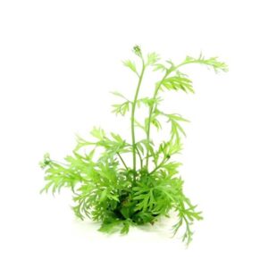 Ceratopteris Thalictroides