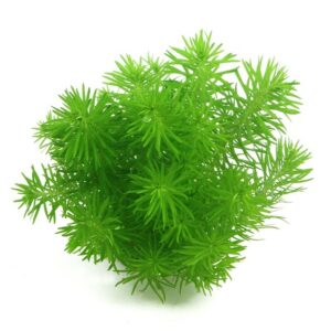 Pogostemon deccanensis