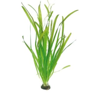 Vallisneria australis Gigantea