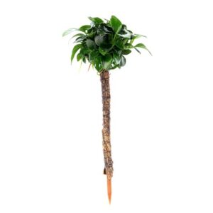 Anubias barteri Bonsai Palm