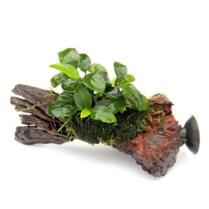 Anubias barteri Bonsai nano