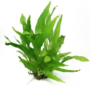 Microsorum Pteropus