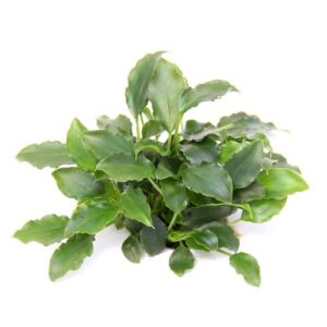 Schismatoglottis prietoi