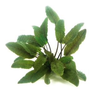 Cryptocoryne Wendtii Brown