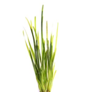 Vallisneria spiralis