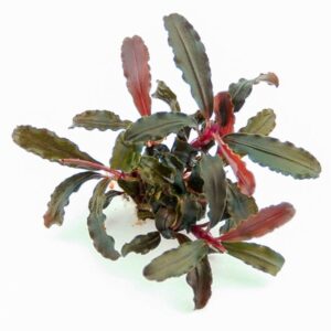 Bucephalandra sp. 'Red Scorpio'