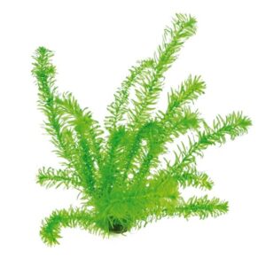 Egeria Densa
